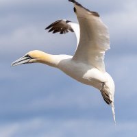 Jimbob (@jbbank) 's Twitter Profile