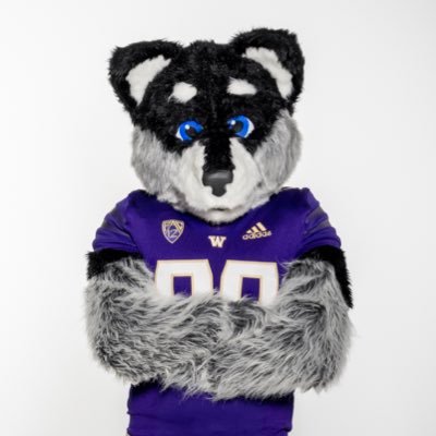 Official Mascot for the University of Washington #GoHuskies #BowDown #WOOF #PurpleReign