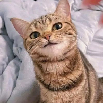 Fusion_ssbu's profile picture. Wait I might be Goated | (－‸ლ)ᴳᴼˢᴴ | Solo Fox