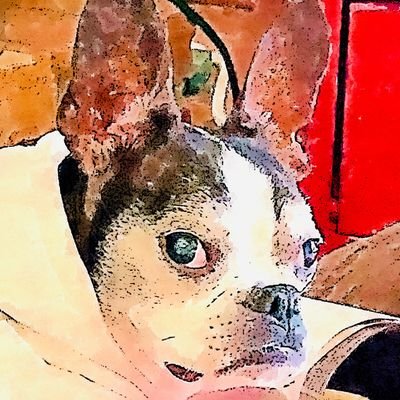 Curated tweets...#Blue
#PERSIST!
Justice for ALL. Boston Terrier mom.