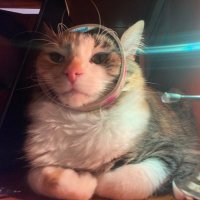 Mieli (@_mieli) 's Twitter Profile