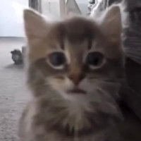 siobhan (@v0nne_o0) 's Twitter Profile Photo siobhan (@v0nne_o0) 's Twitter Profile Photo