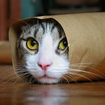 CatStormBlessed's profile picture. 