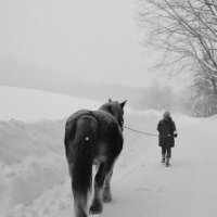 すずきまきこ＊馬と働くCSA農場 (@kusaongaku) 's Twitter Profile Photo