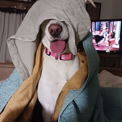 LEGITIMATE PERSON, stay at home grandma - Resist, Never Trumper.
I travel through the eyes of others all over the world. Human Rights. Animal Rights.