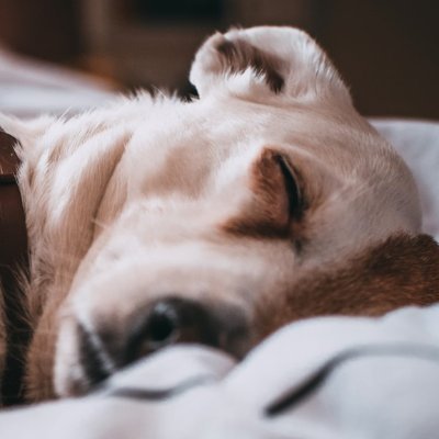 @comfydoggiebeds