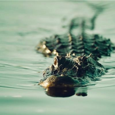 to_negus's profile picture. Artist for a bunch of undertale Roblox related games, 15.  discord tag is. ChromaLaser#7437