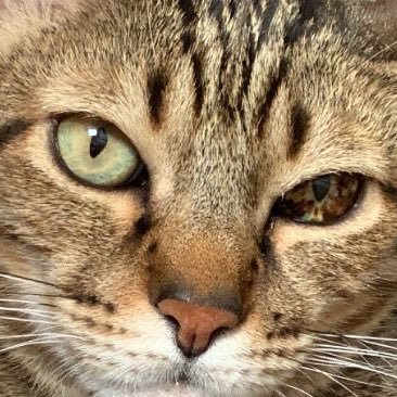 cascaogordao's profile picture. 