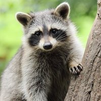 Raccoon lover.(@Raccoon_lover_G) 's Twitter Profile Photo