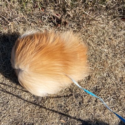 ポメラニアもふもふ3匹 (@ak1toPome) / Posts / X