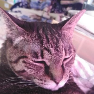 ゲーム用にこの垢だけど、猫とお仕事のトラック系のつぶやき垢です。無言フォローとかあると思いますが、宜しくお願いします😀  
再発群が収まらなくて退職になりました。復帰を夢見てたけど、思いは届かなかったみたい。また、大きなトラックに乗りたいなぁ🚚❥❥❥エロ垢等は即ブロック。