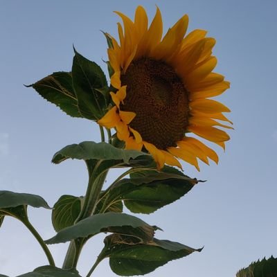🌻さんのプロフィール画像