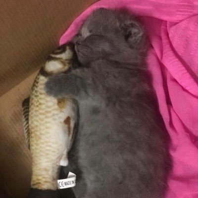 h ahii m pinkyminkyki. M lovbe m fishy he name Beep now.:.’shsbbshhh we r eepr Sleepr. Eeber sleepebnn