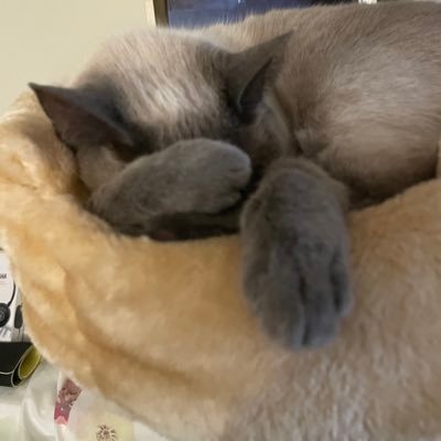 yobby4u's profile picture. yobby • 31 • lol and Nintendo fan. Chinese • sun♋️ • moon♐️ • any pronouns 💫• status: crocheting .............