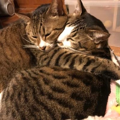 anko1961331's profile picture. 