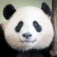 meg (@mamimumegmeg) Twitter profile photo