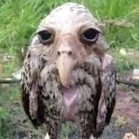 Follows everyone I like, or everyone I know.
Extremely low budget artist (wannabe). idk man i just wanna do something in my life other than logical sheyts