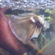 Brody's Bettas (@brodysbettas) 's Twitter Profile