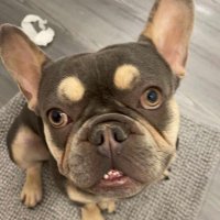 Azzaro Tinling (@azzarot) 's Twitter Profile