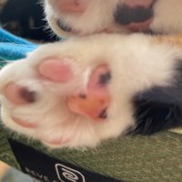 cocoa😺🎹🐈⬛🐈🦮🐾🐢 (@kuricocoa909) 's Twitter Profile
