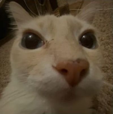 Cheto_Picoso's profile picture. 