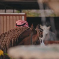 ساالم (@abofisa84085131) 's Twitter Profile