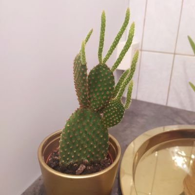 FatihDev13's profile picture. software, tech enthusiast