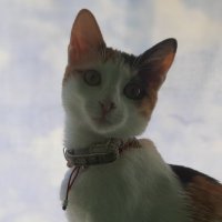 Anagnoman (@anagnoman) 's Twitter Profile