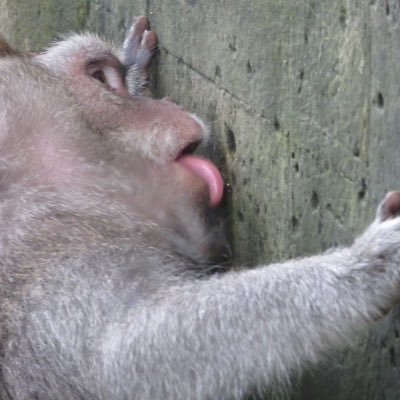 W0nggggggg's profile picture. $DOLAN    IYKYK