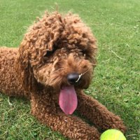 Emma Tomalin (@etomalin) 's Twitter Profile