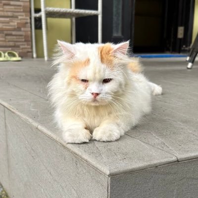 CzarFaviann's profile picture. 