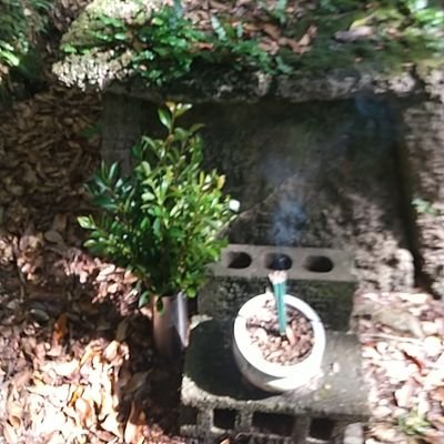 奄美大島を観光

太陽▷月▷水▷神▷