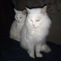 Emily's Feral Cats (@emilysferalcats) 's Twitter Profile