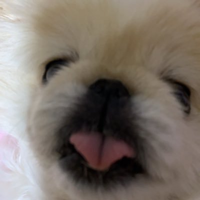 洋楽、邦楽JSB、RYUJI、旅行大好き。シーパグ(はな17歳)チワワ(ここ16歳))パグ(あんこ8歳)シーズー(きなこ5歳)、保護犬(元繁殖犬)ペキニーズ(わらび9歳)みんな女の子です。ワンちゃん好きな方仲良くして下さいね。🐶腰椎性神経根症、バセドウ病他👩🏻🦯冬は必ず春になる🌸無言フォローごめんなさい🙏