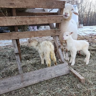 I'm a Married Disabled mom of two daughters❤ I have #CRPS #chronicpain and we have a #homestead 🐇🐤🐓🐑🦃