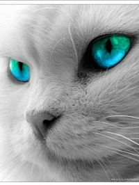 jamesrichardas's profile picture. Auto-blogger. FolloBack :)