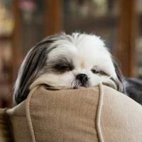 Ray (@ray_swati_6) 's Twitter Profile