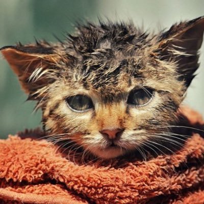 your_protocol's profile picture. yup yup