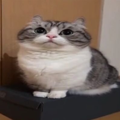 SquadAliev's profile picture. 