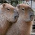 capybara (@capybara_lover2) Twitter profile photo