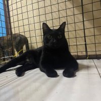 lemonet (@lemonet_aeolus) 's Twitter Profile