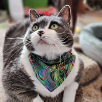 Oddball Cat Toys (@oddballcattoys) 's Twitter Profile Photo Oddball Cat Toys (@oddballcattoys) 's Twitter Profile Photo