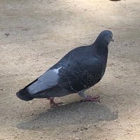 パンドラ (@padr_manobumono) 's Twitter Profile