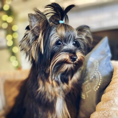 💗 New to Twitter 💗 Mother & daughter hobby breeding quality AKC Yorkies in our loving home 💗 #yorkies #yorkshireterrier #Yorkie #puppies #yorkiebreeder