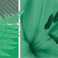 Botanical Journal of the Linnean Society (@botjlinnsoc) 's Twitter Profile Photo Botanical Journal of the Linnean Society (@botjlinnsoc) 's Twitter Profile Photo