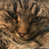 みゃおぷれ (@meowyplaney) 's Twitter Profile