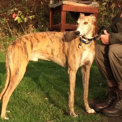 Formerly @PomPomWhippet. Sisfur of the lovely Bertie who went OTRB 🌈 on 1/2/23. We’re carrying on his campaign to end cruel greyhound racing.