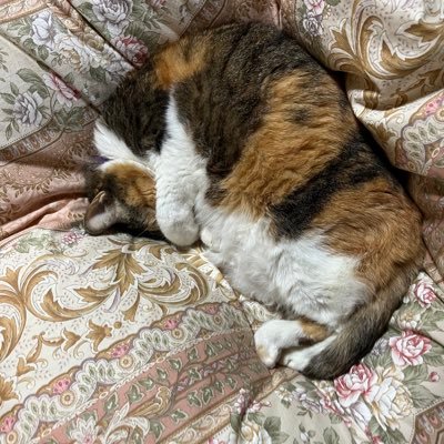 oemoRさんのプロフィール画像