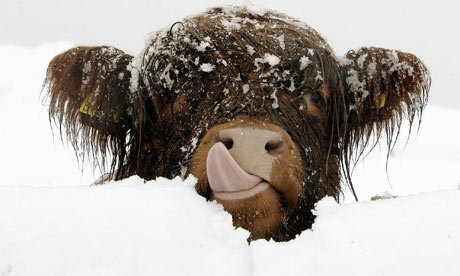 alvagrillo's profile picture. Canario digital