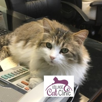 A full-service veterinary facility exclusive to the care of cats. Sister-clinic to @thecat_clinic